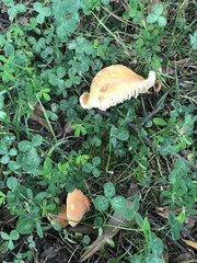 Lactifluus hygrophoroides