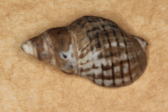 Cominella virgata
