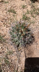 Coryphantha robustispina uncinata