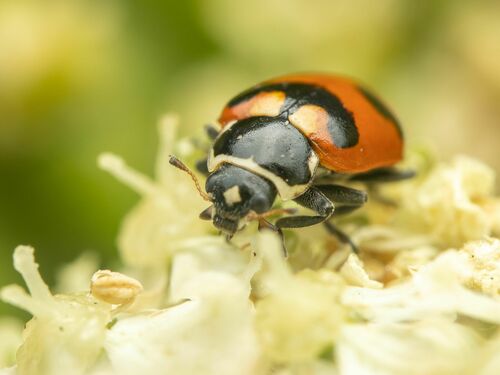 Oregon Lady Beetle