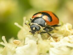 Hippodamia oregonensis