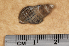 Cominella virgata