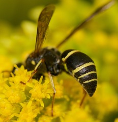 Euodynerus foraminatus