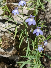 Lobelia kalmii