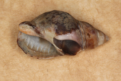 Cominella virgata
