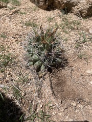 Coryphantha robustispina uncinata
