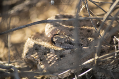 Crotalus cerastes