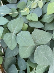 Amphicarpaea bracteata