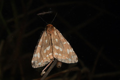 Arctia parthenos