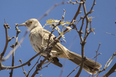Toxostoma bendirei