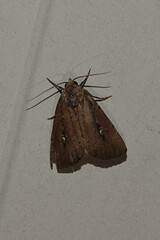 Condica