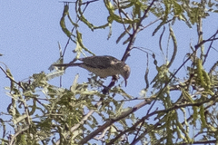 Toxostoma bendirei