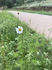 Cosmos parviflorus