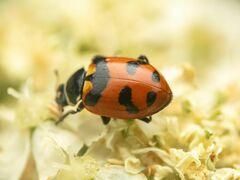 Hippodamia oregonensis