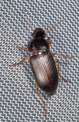 Harpalus