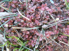 Elatine brachysperma