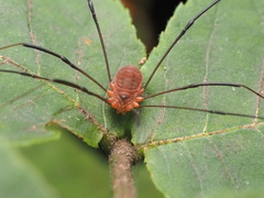 Leiobunum politum