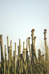 Stenocereus thurberi