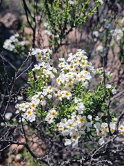 Heliotropium