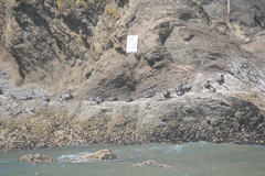 Histrionicus histrionicus