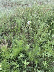 Cosmos parviflorus