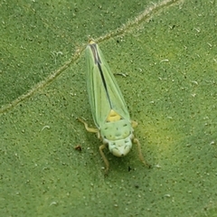 Graphocephala atropunctata