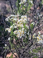 Heliotropium