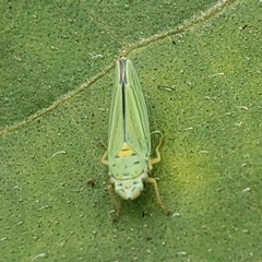 Graphocephala atropunctata