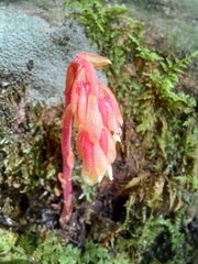 Monotropa hypopitys