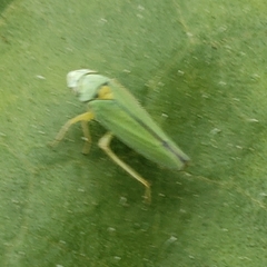 Graphocephala atropunctata