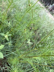 Cosmos parviflorus
