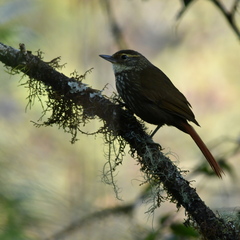 Syndactyla rufosuperciliata