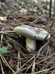 Tylopilus