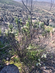 Heliotropium