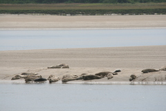 Phoca vitulina richardii