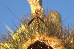 Polistes arizonensis