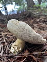 Tylopilus