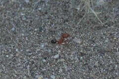 Pogonomyrmex californicus