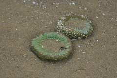 Anthopleura xanthogrammica