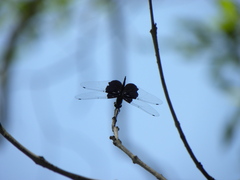 Rhyothemis triangularis