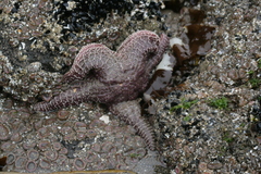 Pisaster ochraceus