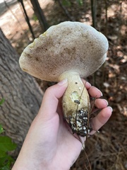 Tylopilus