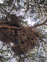 Myiopsitta monachus
