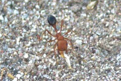 Pogonomyrmex californicus