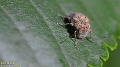 Exechesops leucopis