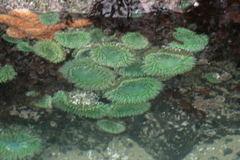 Anthopleura xanthogrammica