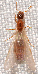 Solenopsis molesta