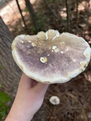 Tylopilus