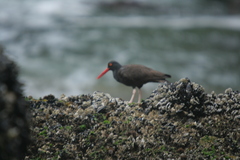 Haematopus bachmani