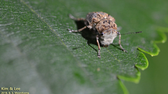 Exechesops leucopis